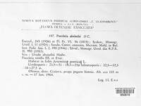 Puccinia absinthii image